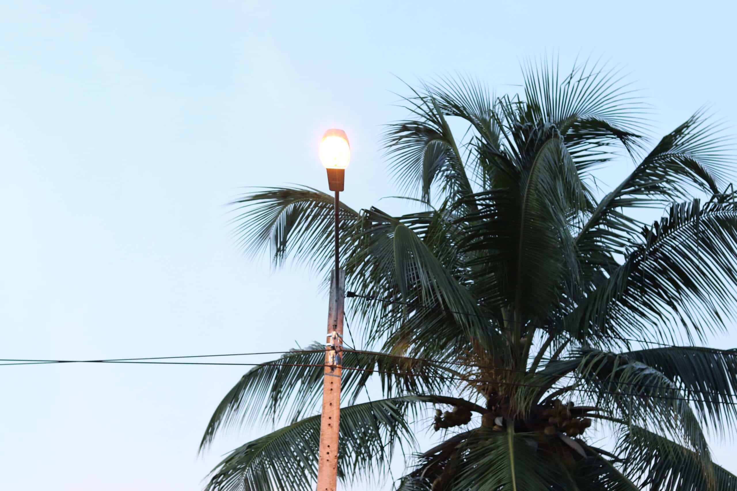 Photo de feuilles de palmiers illustrant l'agro-écologie en Afrique soutenue par onepoint